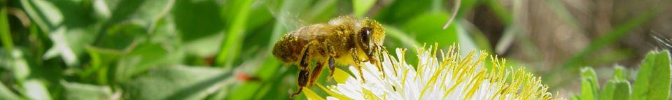 ApiSophia | Amiamo e salviamo le api