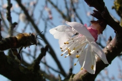 DSCF2742