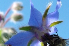 DSCF2783