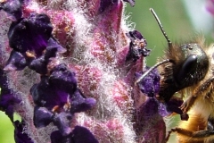 DSCF2866