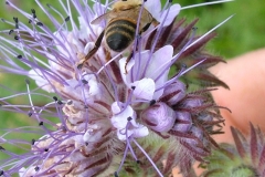 DSCF2927