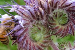 DSCF2928