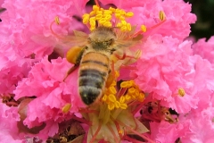 DSCF5196