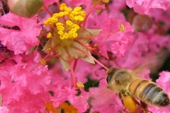DSCF5242