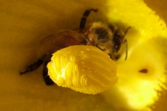 DSCF5371