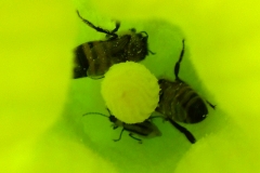 DSCF5411