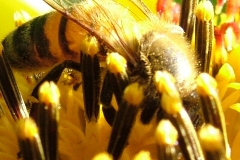DSCF6278