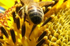 DSCF6302