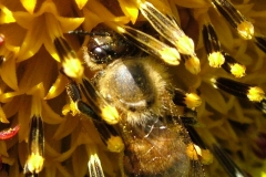 DSCF6319