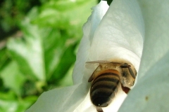 DSCF6856