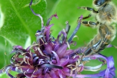 DSCF7031