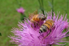 DSCF8231