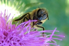 DSCF8471
