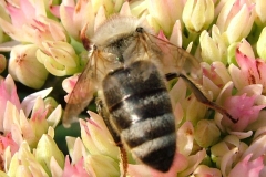 DSCF8706