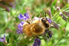 DSCF8866