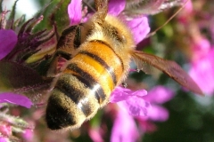DSCF9183