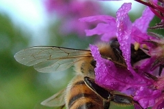 DSCF9774