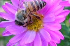 DSCF9929